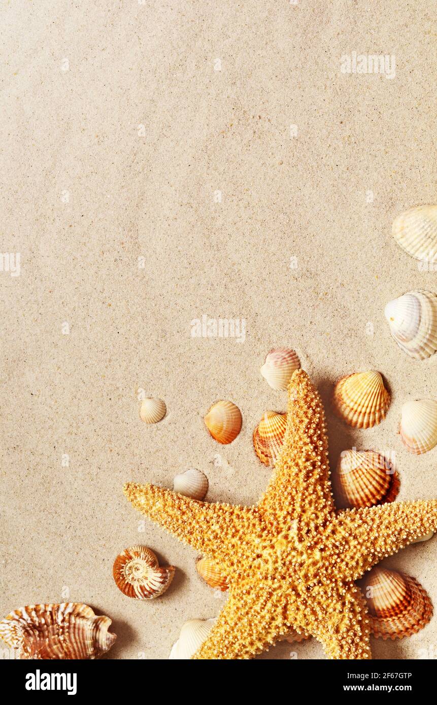 Starfish and seashells on the sandy beach. Summer background. Stock Photo