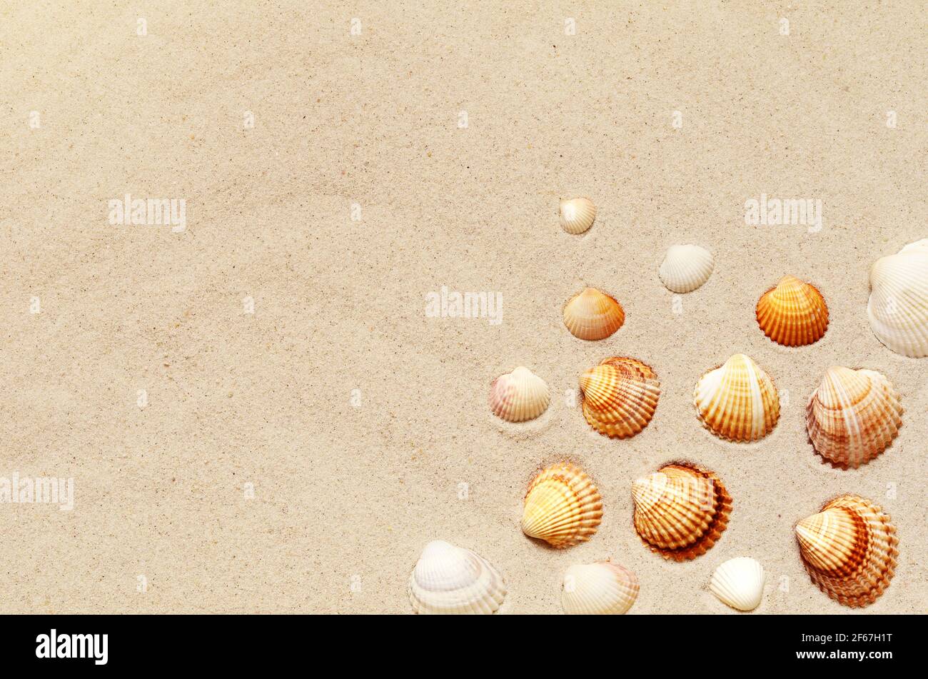 Seashells pattern on the sandy beach. Summer background. Stock Photo