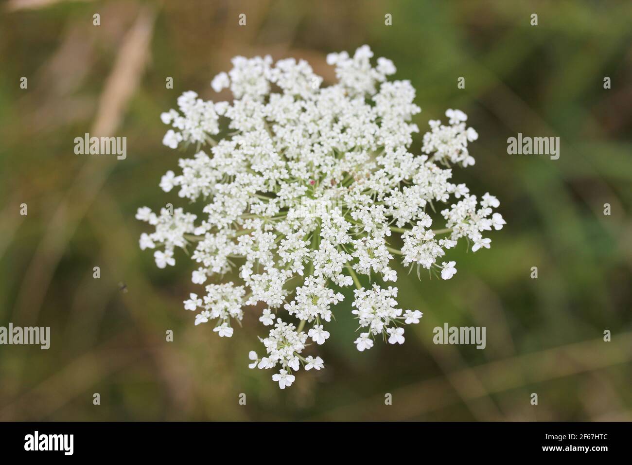 The Caraway (Carum carvi) is a plant in the carrot family Stock Photo