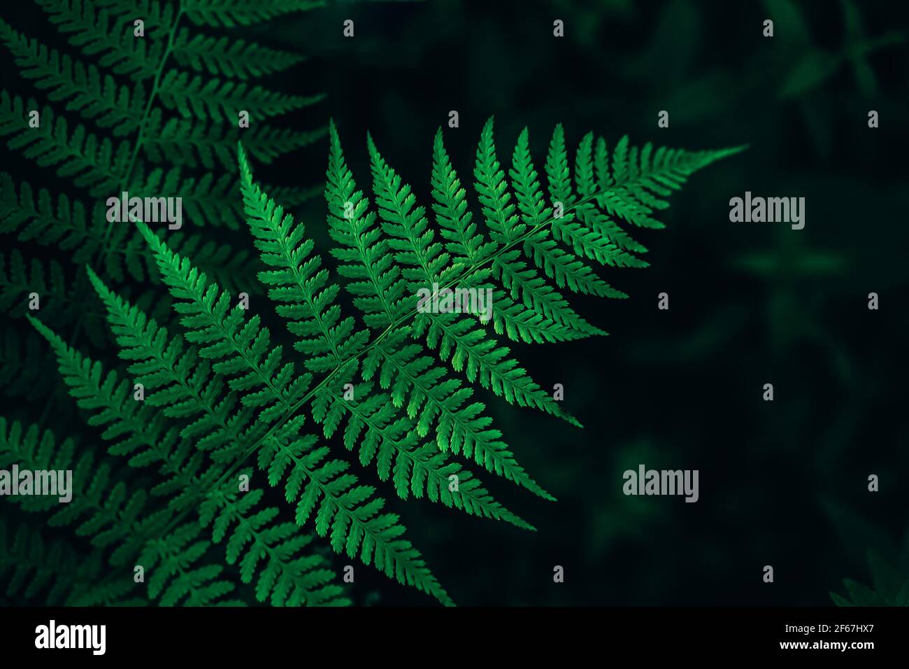 Perfect natural fern pattern hi-res stock photography and images - Alamy