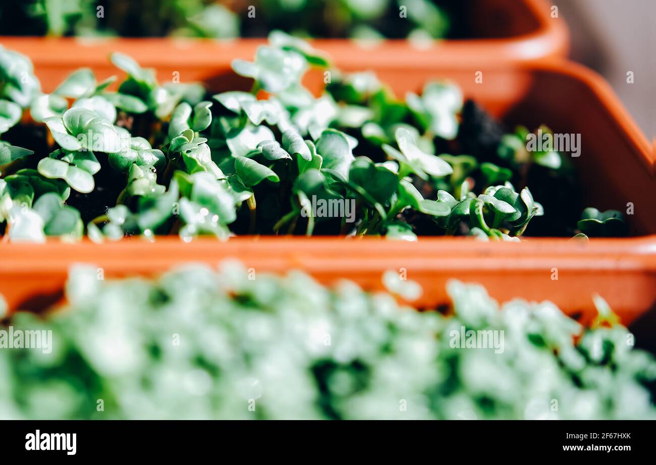 Tray of fresh green microgreens. Home gardening. Stock Photo