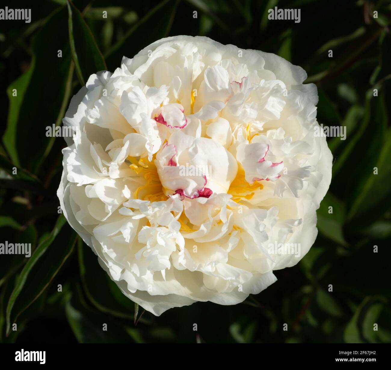 Paeonia lactifolia, Mons Dupont, France. Close up macro photo. Peony pink into garden. Stock Photo