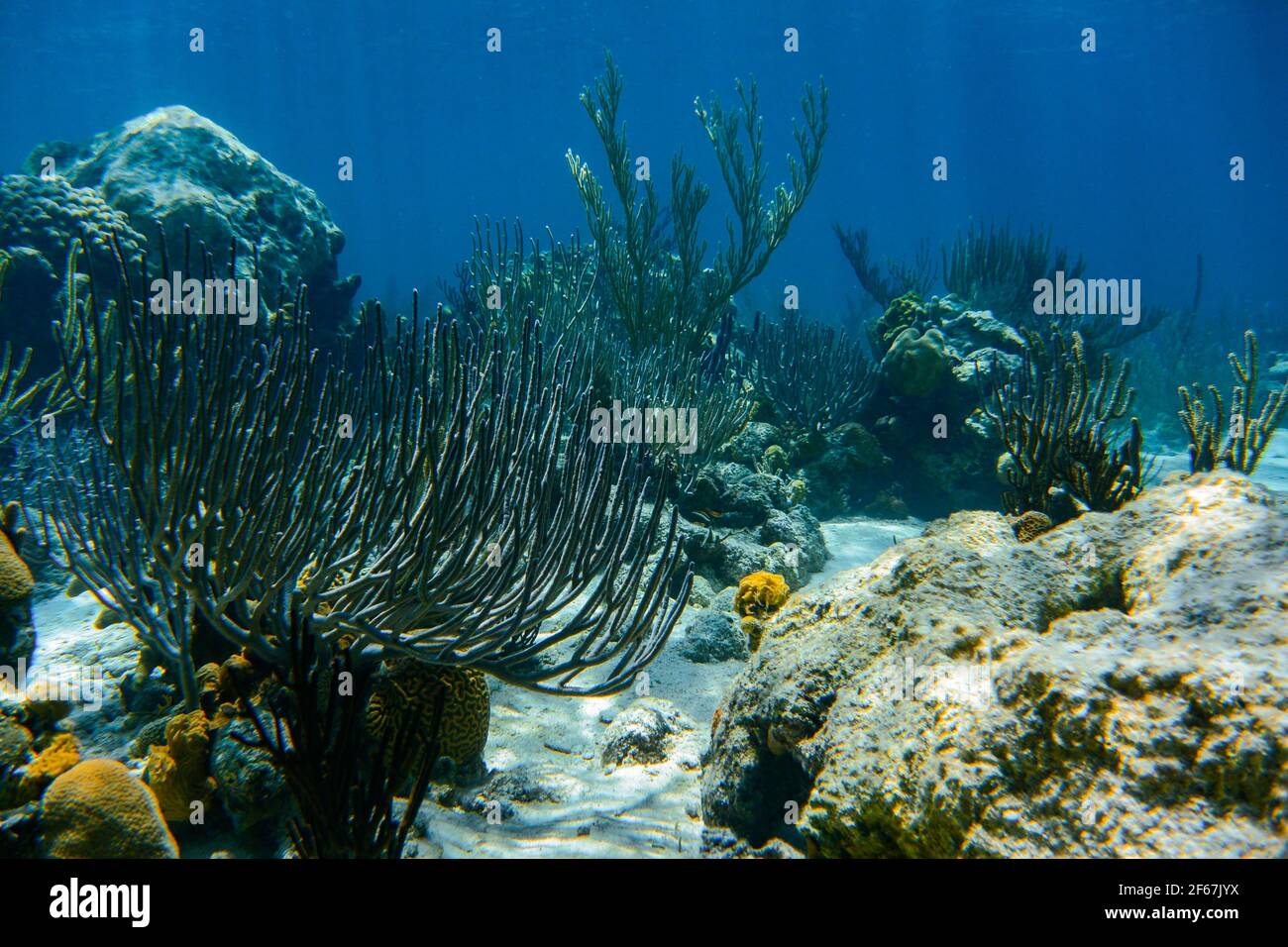 Natural light coral reef scenery Stock Photo