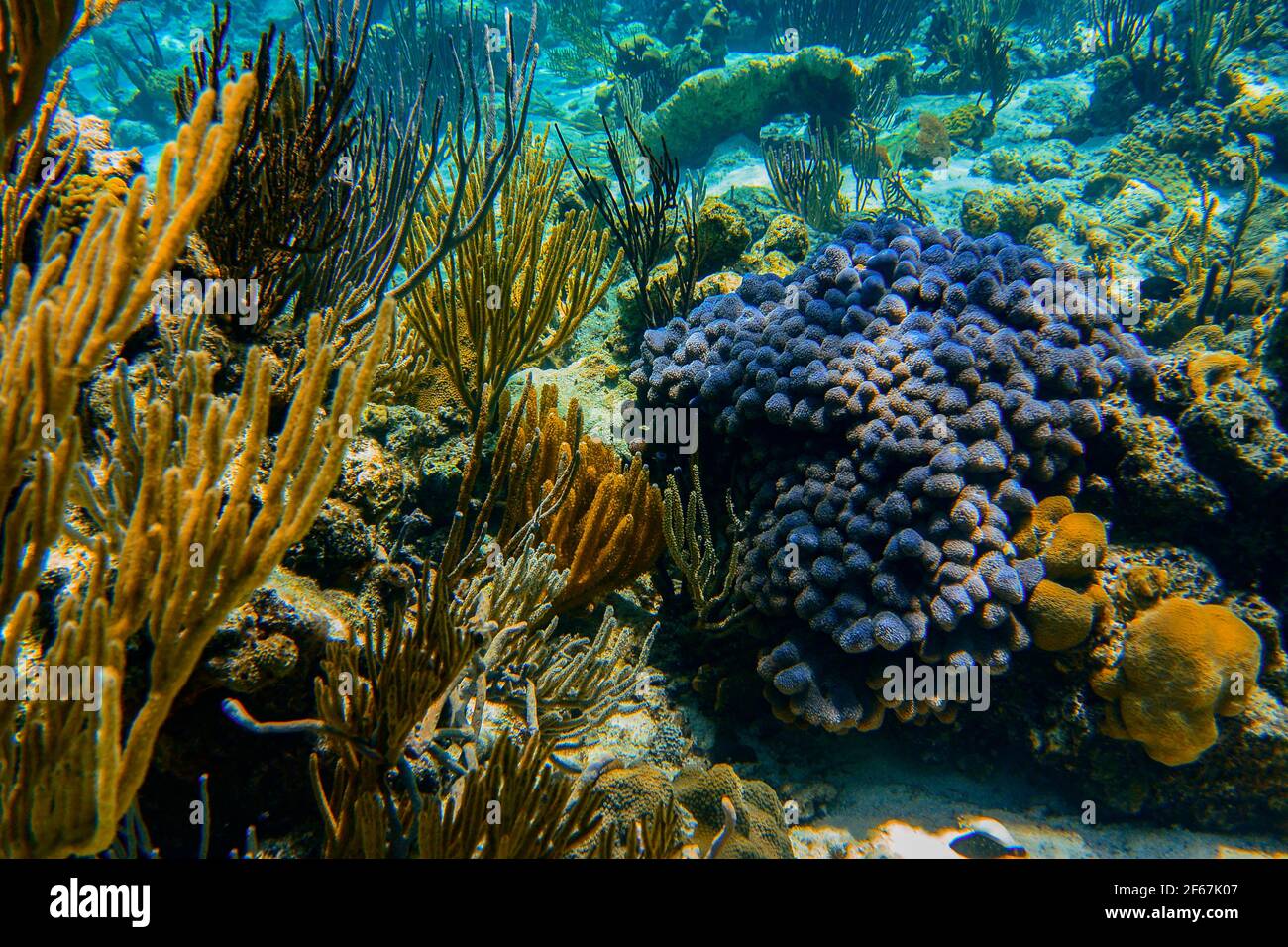 Natural light coral reef scenery Stock Photo