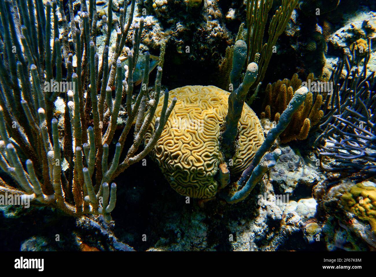 Brain coral reef Stock Photo