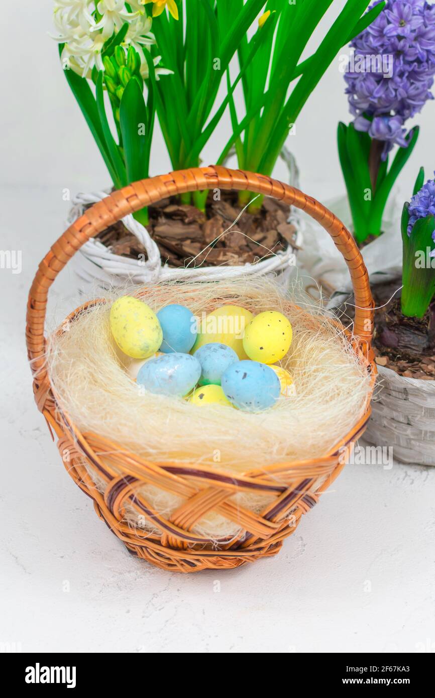 Wicker basket with quail eggs on a background of yellow daffodils and blue hyacinths on a white table. Close-up. Easter holiday concept. Stock Photo