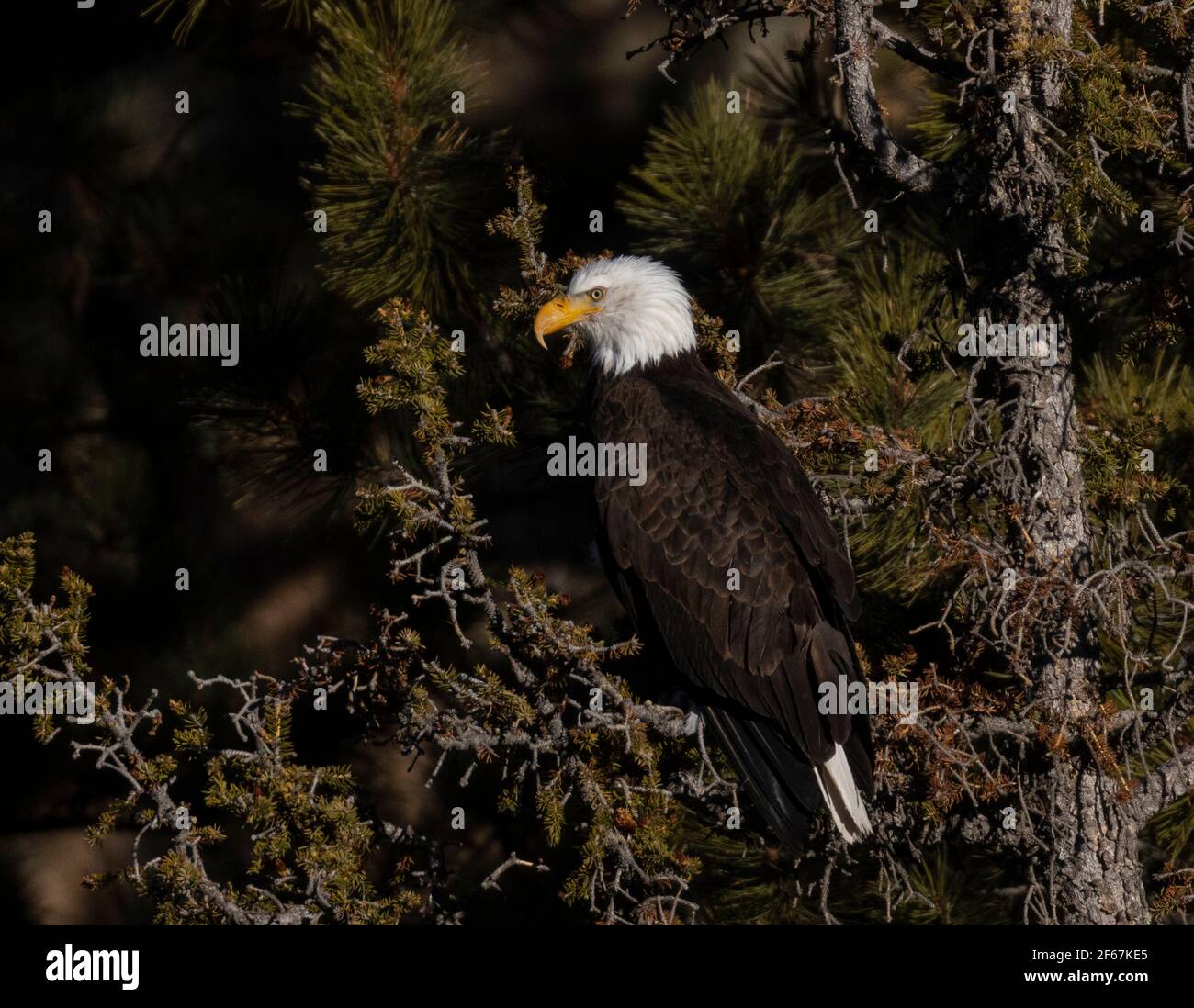Bald eagles in the wild in Eleven Mile Canyon Colorado Stock Photo - Alamy