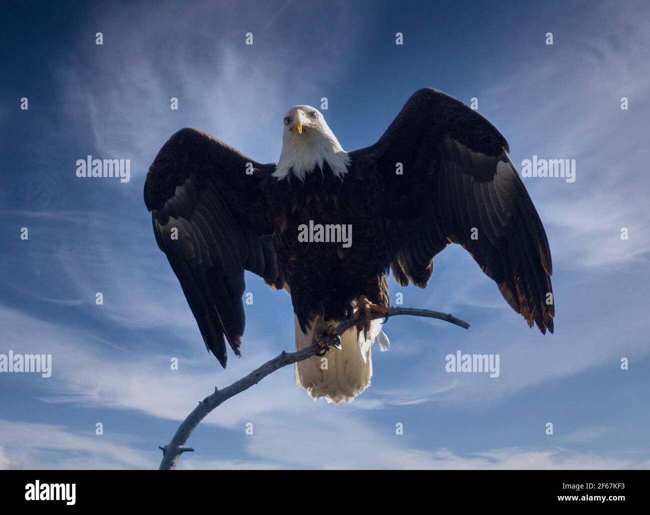 Bald eagles in the wild in Eleven Mile Canyon Colorado Stock Photo - Alamy