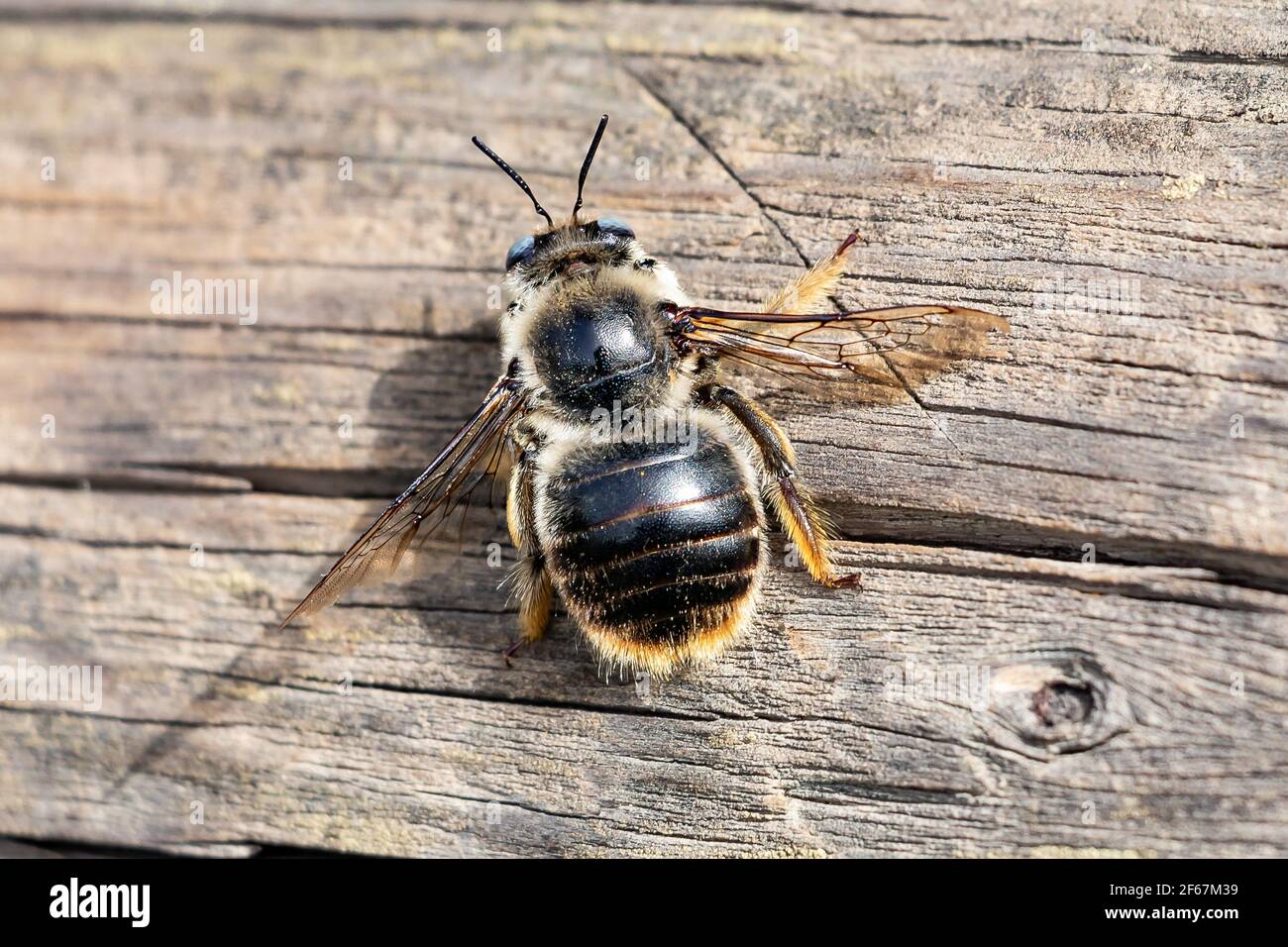 Andrenidae bee. The Andrenidae, commonly known as mining bees,  are a large, nearly cosmopolitan family of solitary, ground-nesting bees of the order Stock Photo