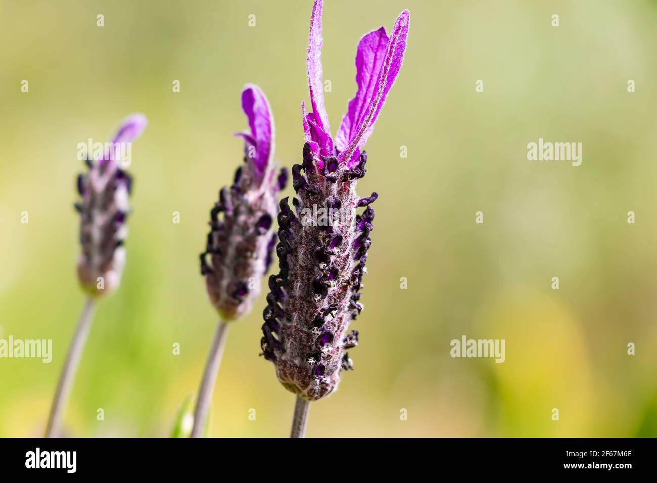 Lavandula stoechas, Spanish lavender or topped lavender or French lavender,flowering plant in the family Lamiaceae,native of Mediterranean countries,i Stock Photo