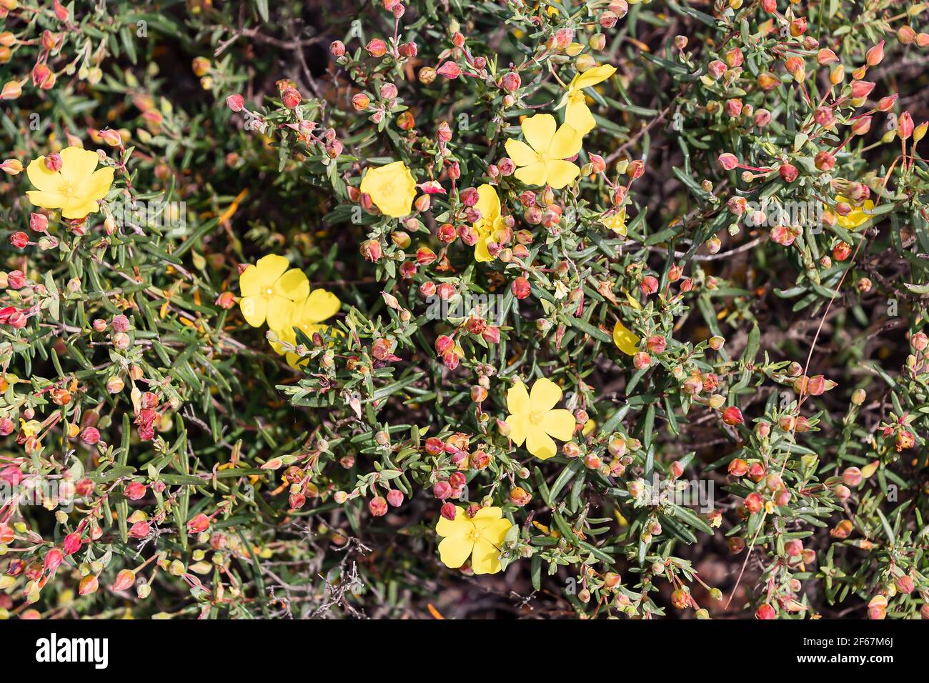 Yellow jagz, Halimium calycinum, is a species in the Cistaceae family Also know as Cistaceae Cistus calycinus L Stock Photo