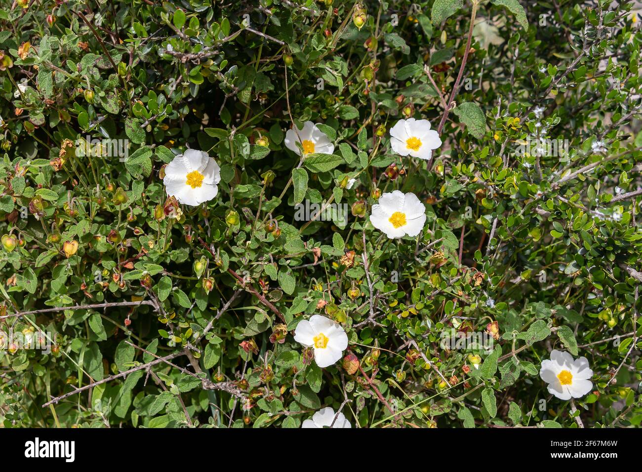 Cistus salviifolius, common names sage-leaved rock-rose, salvia cistus or Gallipoli rose, is a shrub of the family Cistaceae. Stock Photo