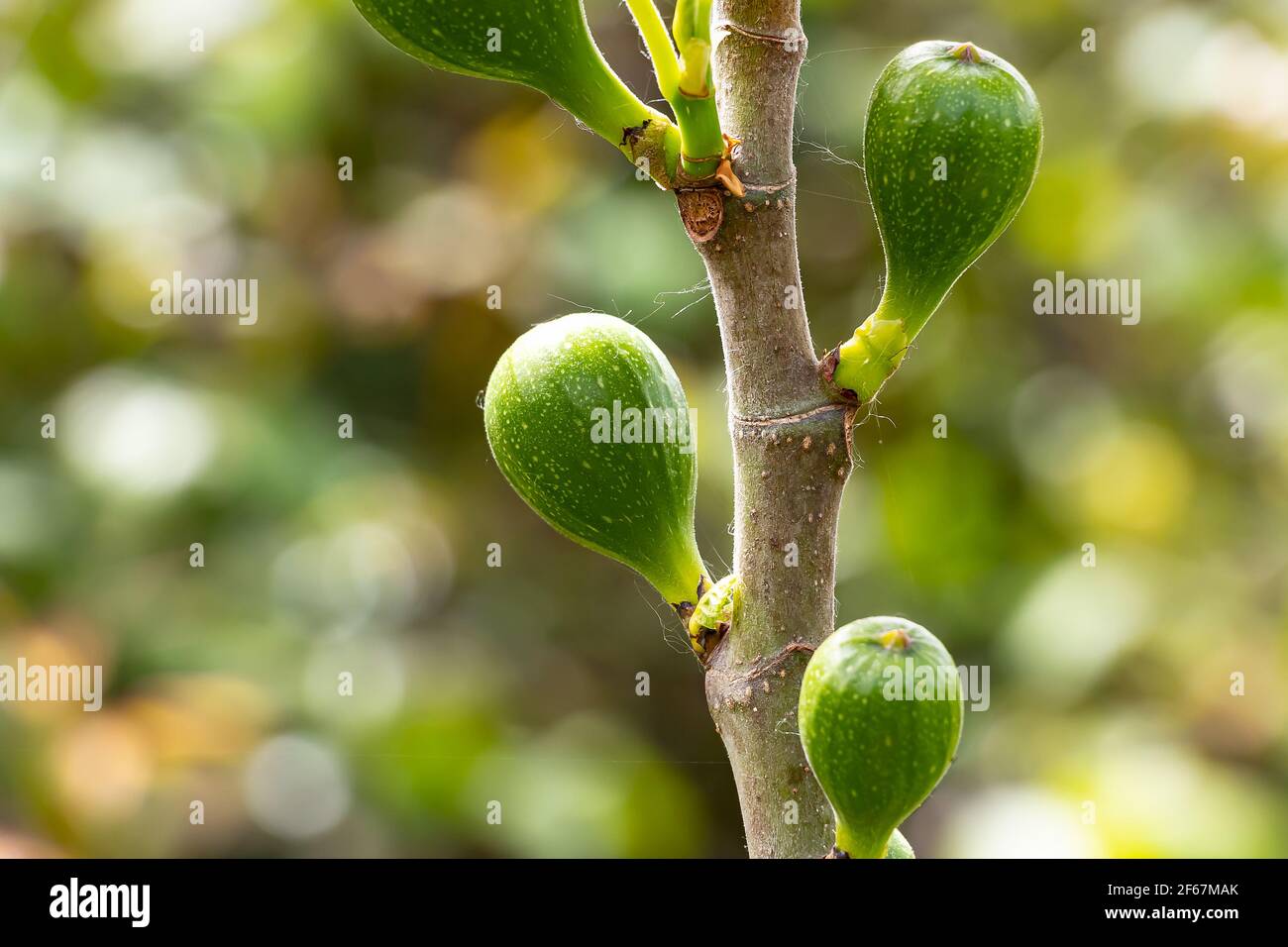 Branch of a fig tree with immature green figs Stock Photo