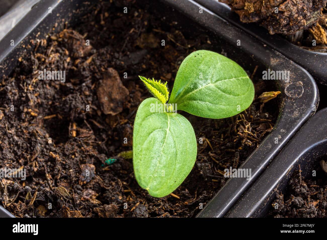 cucumber seedlings with large germinal leaves in a plastic pot with a soil mixture of humus, a black soil and peat Stock Photo