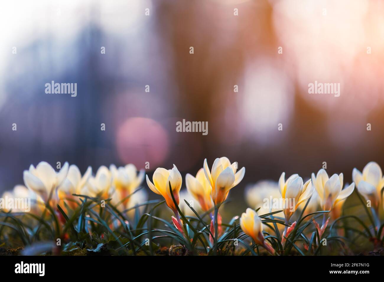 Yellow crocus flowers on sunny meadow Stock Photo