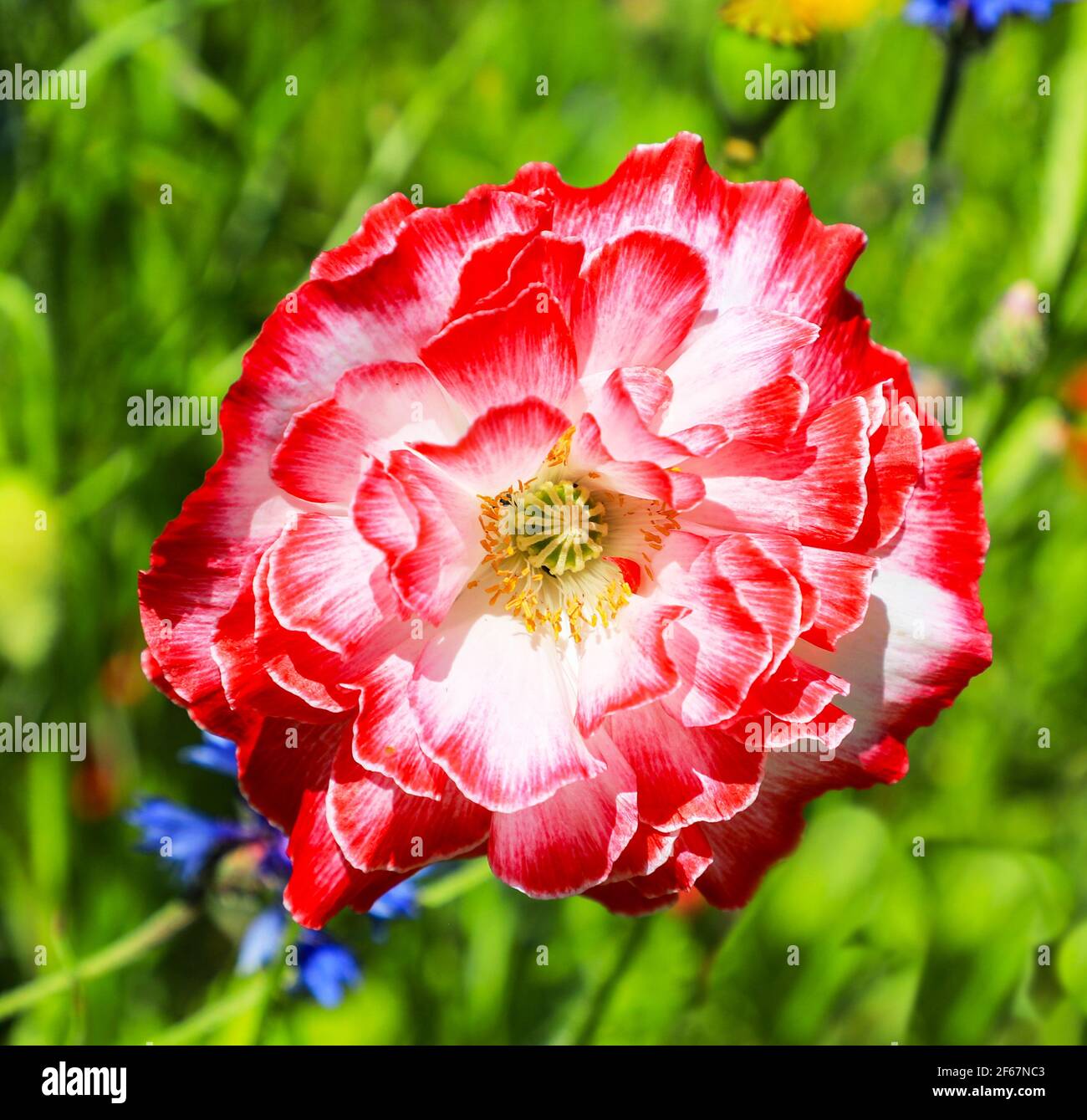 Old english garden flower hi-res stock photography and images - Alamy