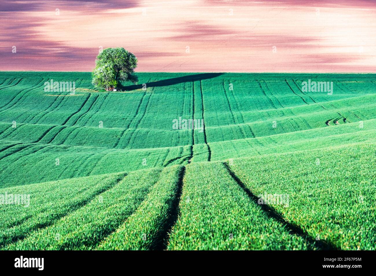 Rural landscape with field and tree Stock Photo - Alamy