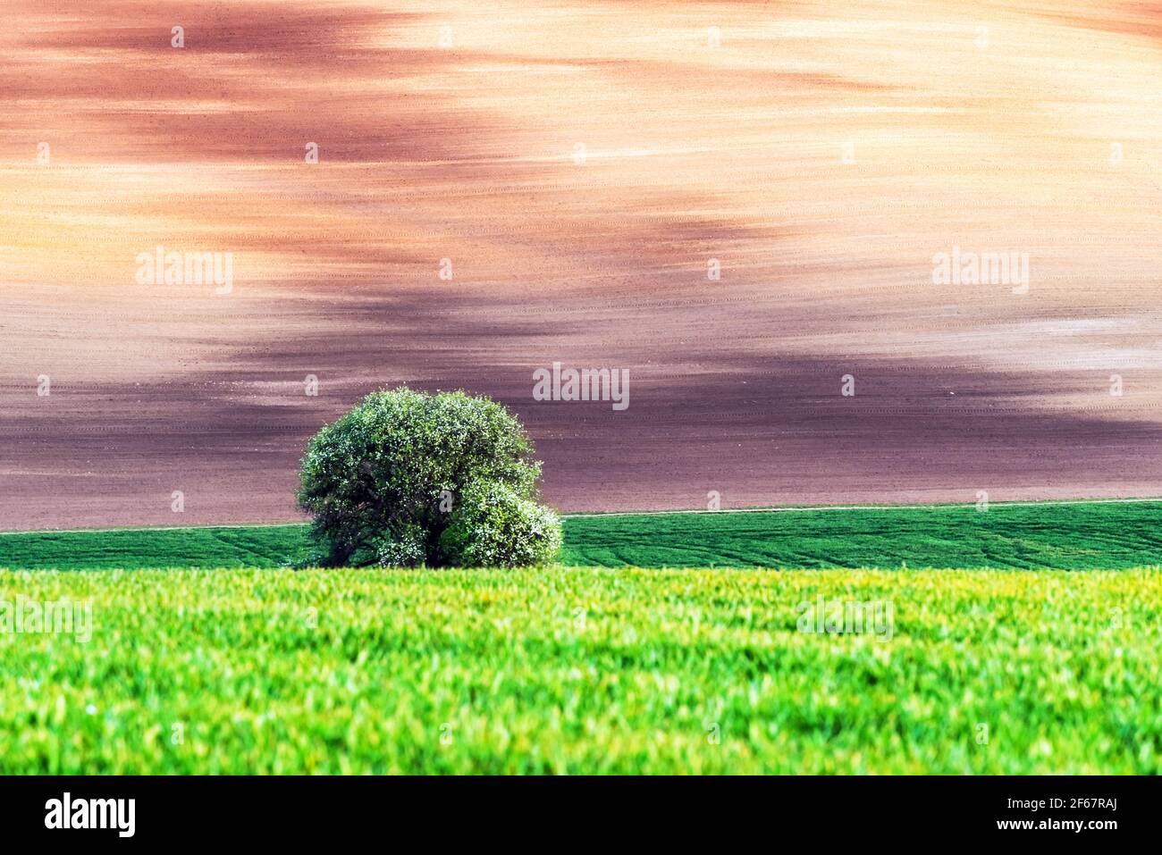 Rural landscape with field and tree Stock Photo - Alamy