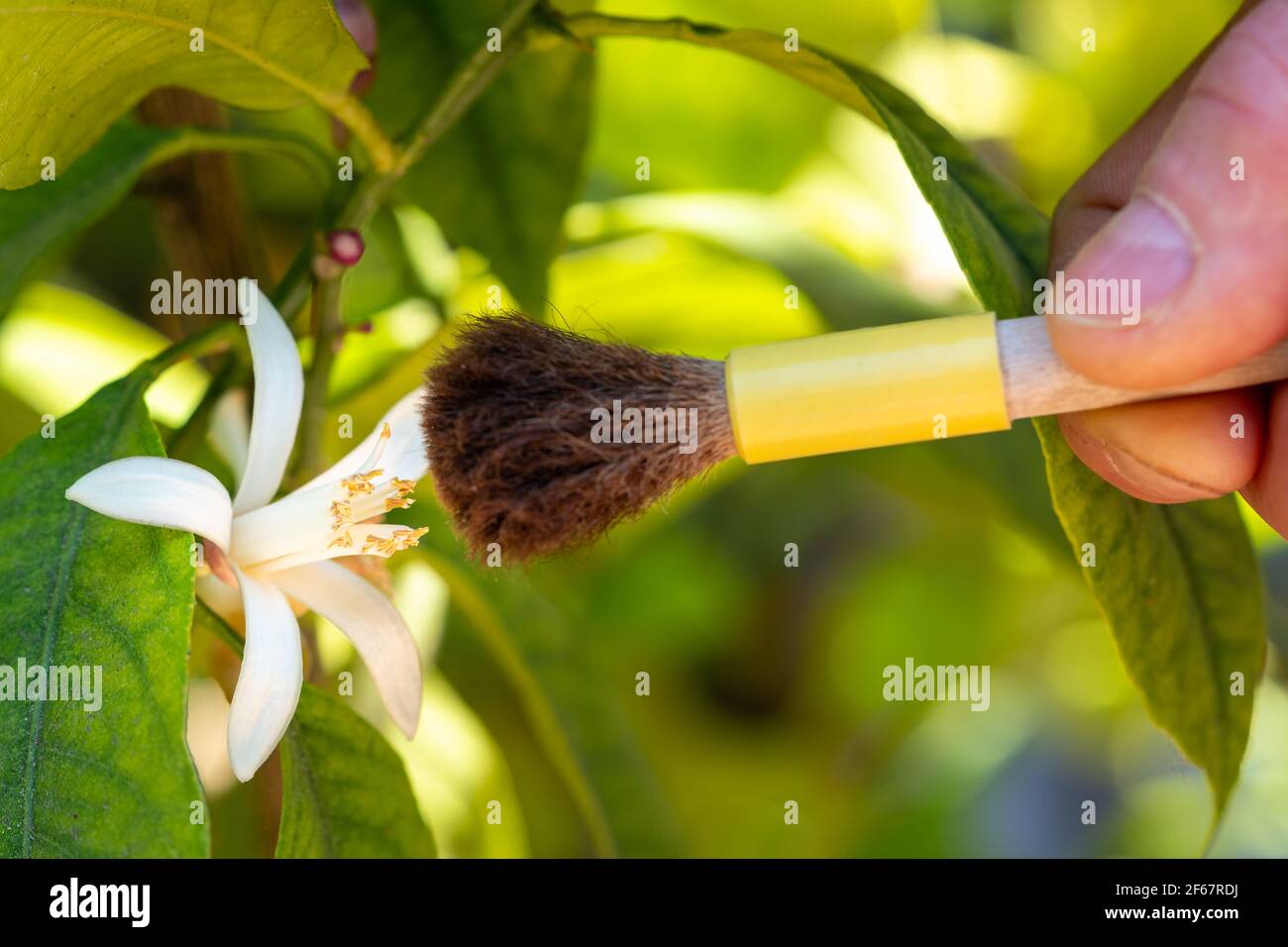 Artificial pollination with hand hires stock photography and images