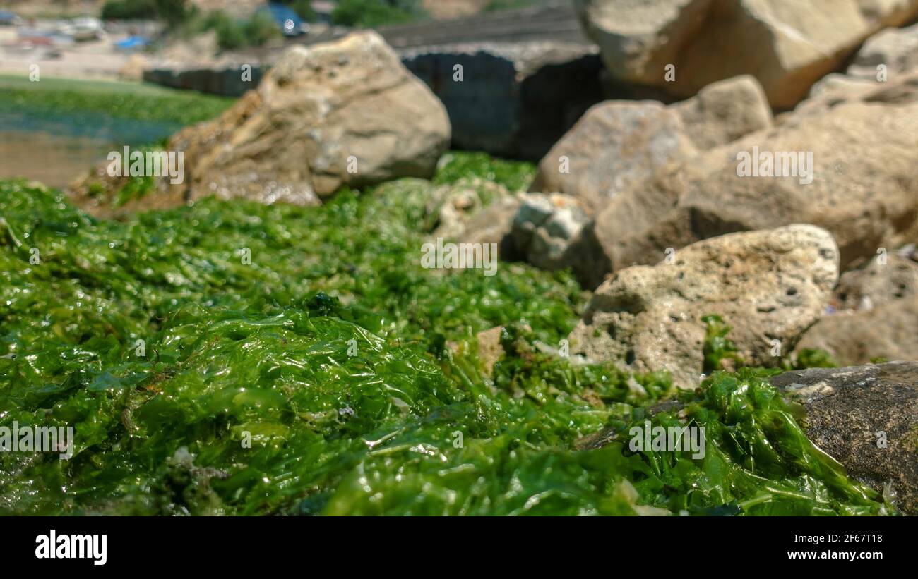 Saltwater insects feeding on green sea algae. Macro shot with selective focus and shallow depth of field. Close up of seagrass and rocks on the beach. Stock Photo