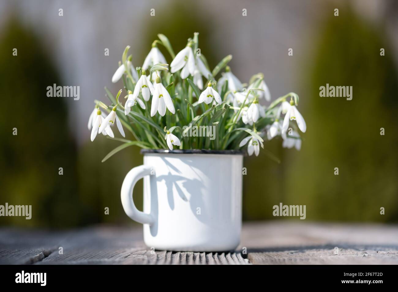 Bouquet of snowdrops in an iron mug Stock Photo