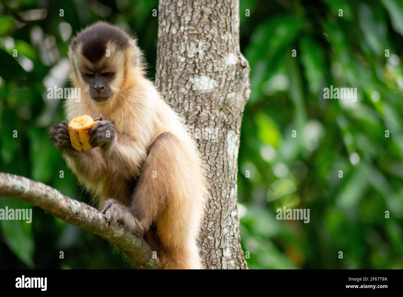 Capuchin monkey in the jungle Stock Photo