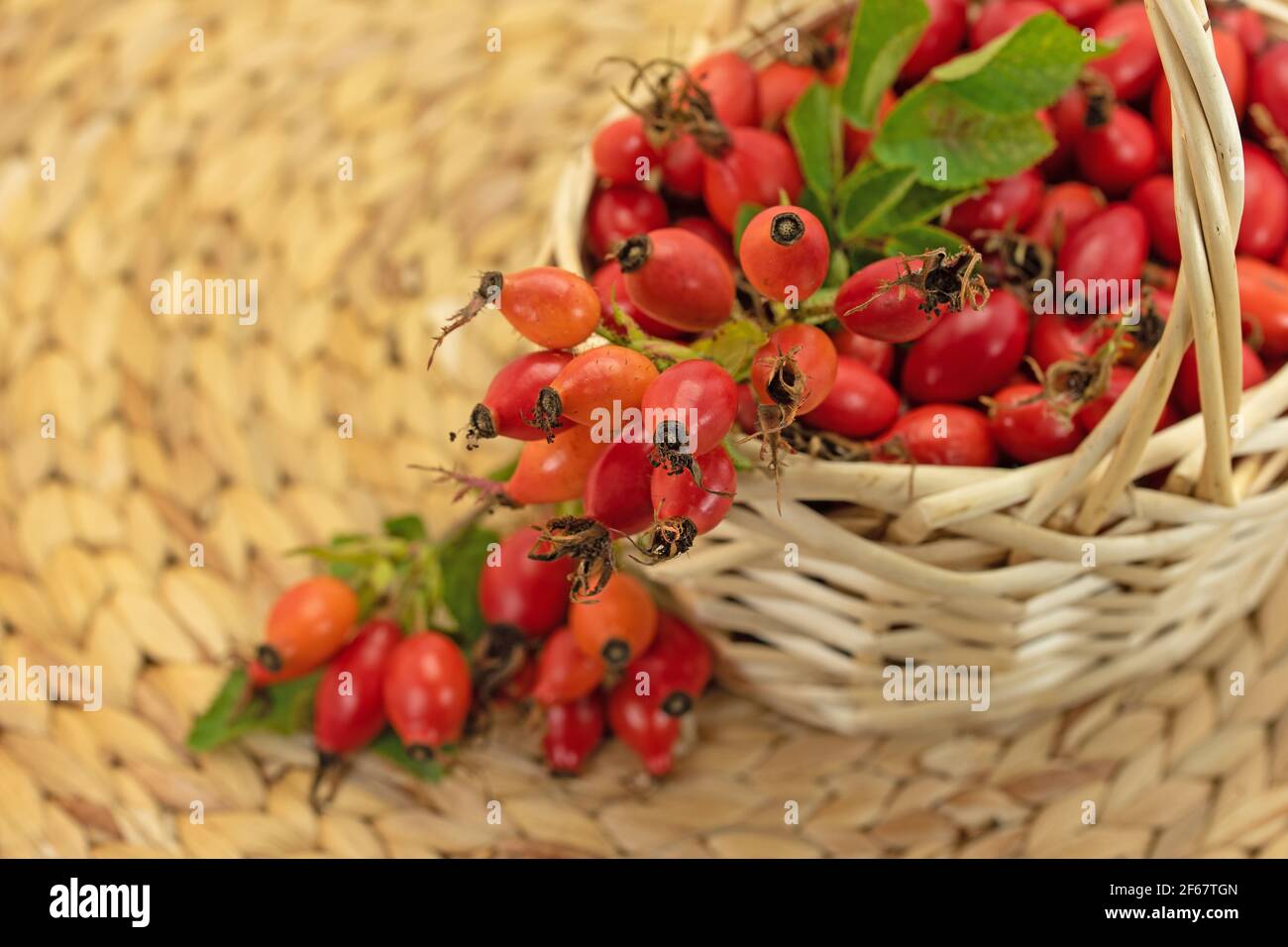 Freshly picked rose hips in a basket Stock Photo