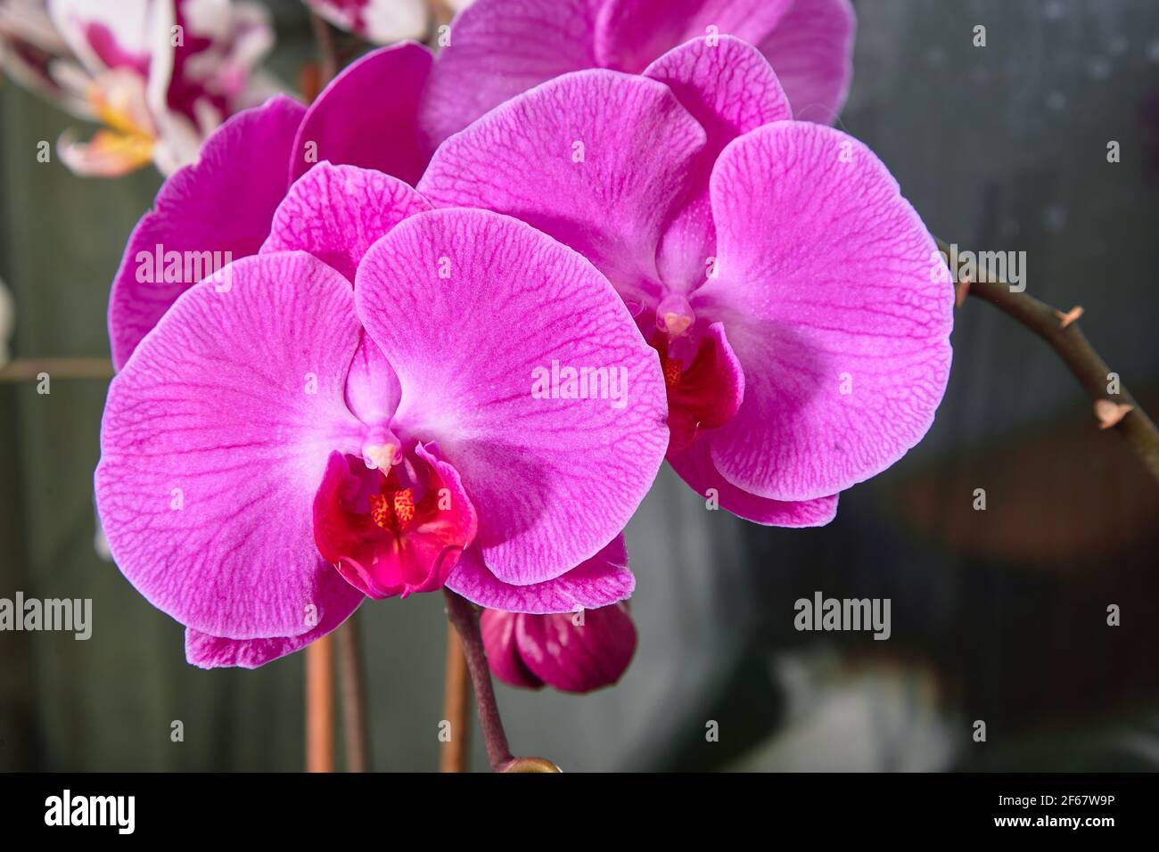 Purple flower. Pink archidea. Flower in a pot Stock Photo