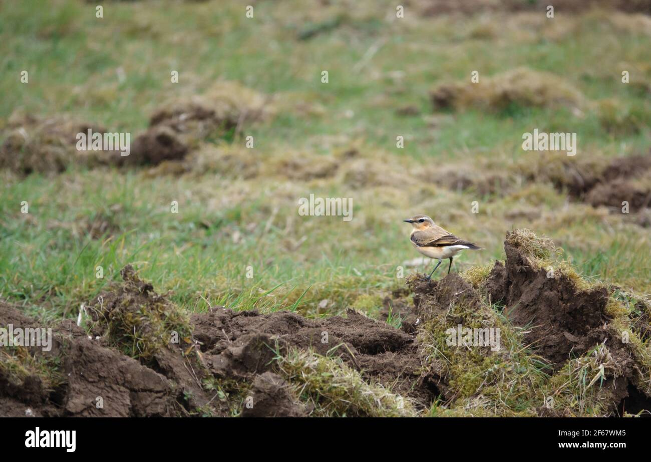 A male Wheatear (Oenanthe oenanthe) searching for food amongst mud and grass on Salisbury Plain in March Stock Photo