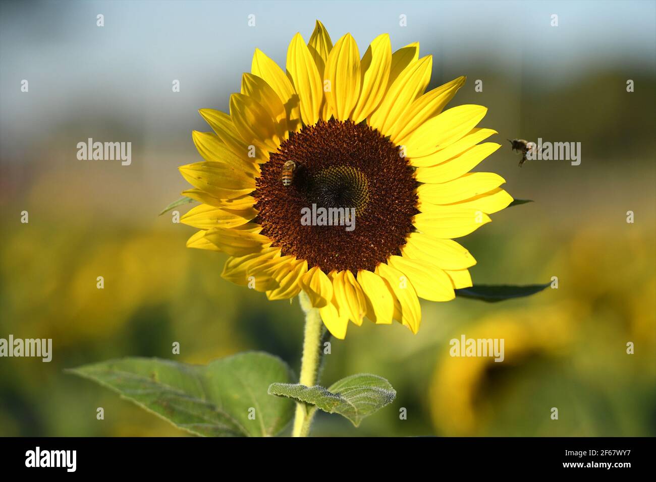 Miami FL 20201209 A general view of the sunflower fields at The