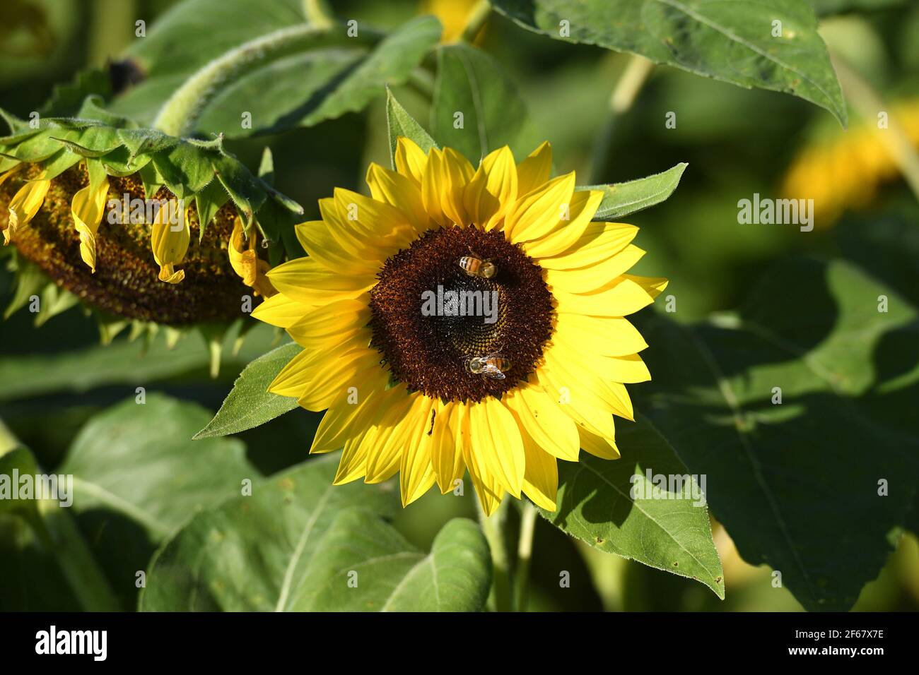 Miami FL 20201209 A general view of the sunflower fields at The