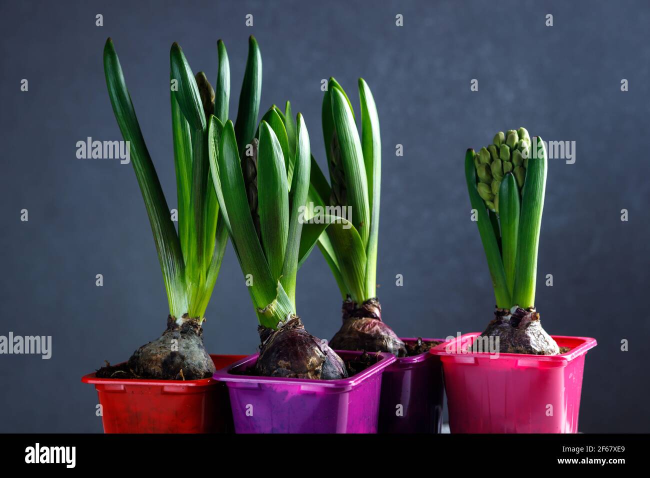 Hyacinth sprouts in plastic pots. Flower seedlings in plastic containers. Stock Photo