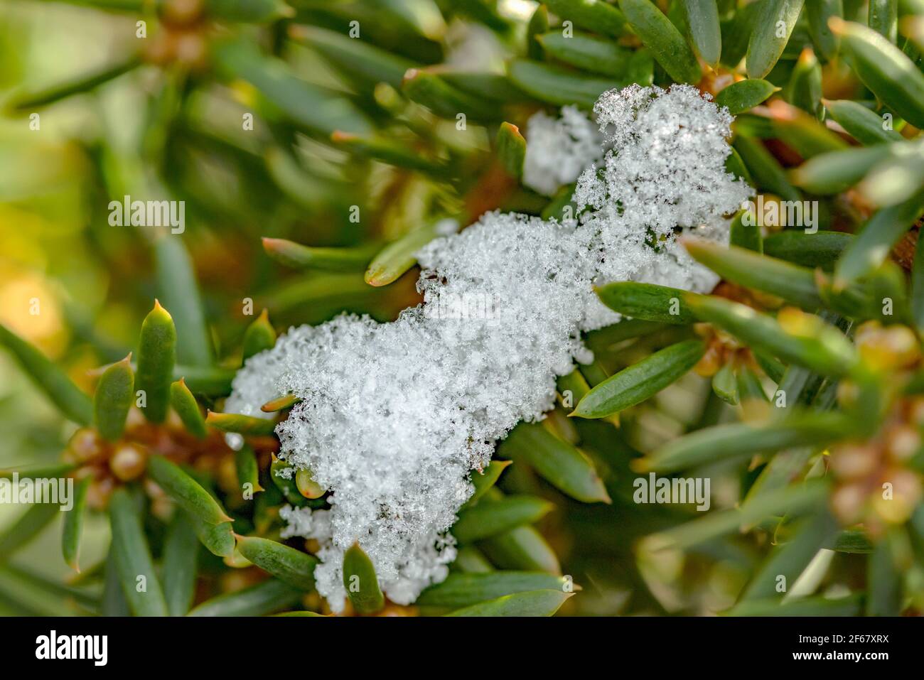 close-up of snow on yew branches with green needles Stock Photo