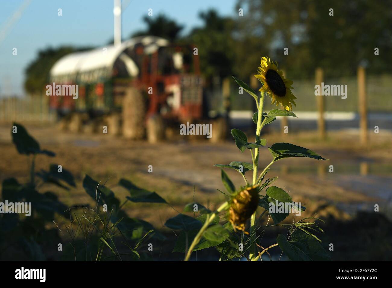 Miami FL 20201209 A general view of the sunflower fields at The