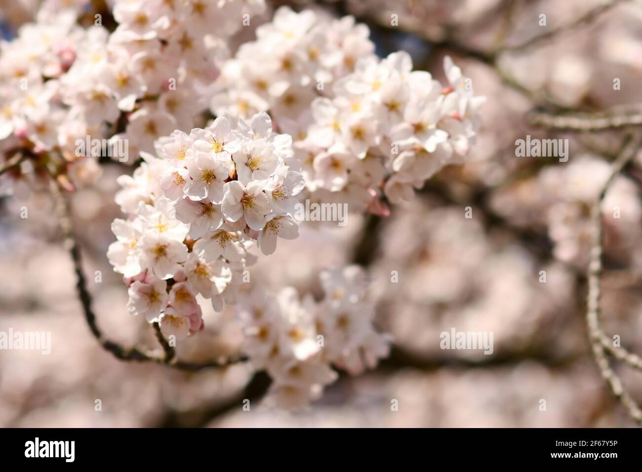 Flowers of japanese 'Somei Yoshino' cherry blossom tree Stock Photo