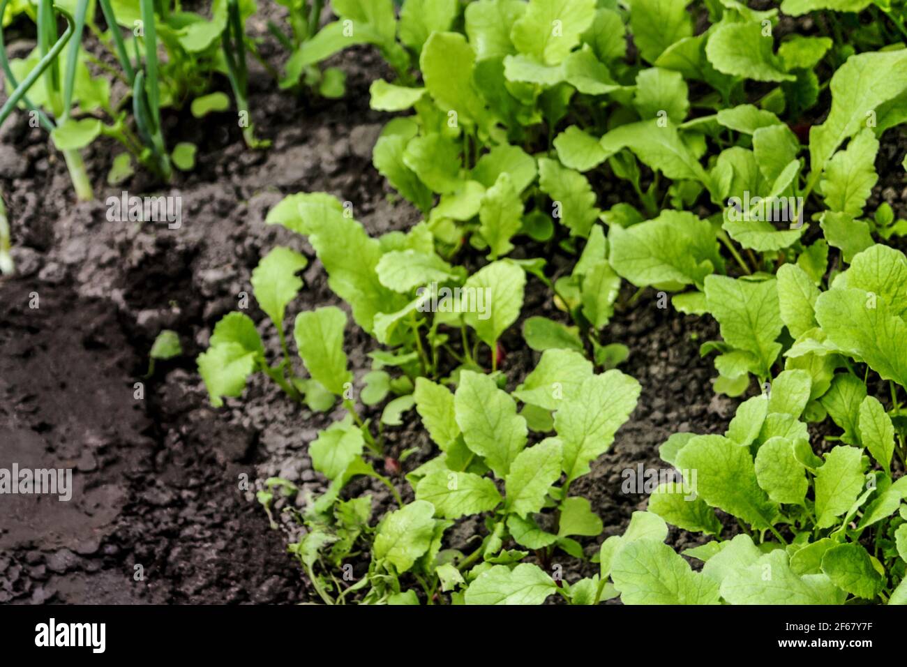 Radish young grows hires stock photography and images Alamy