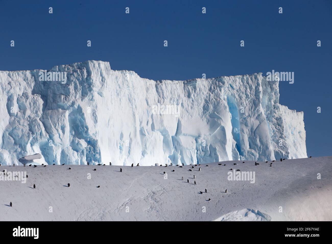 Many of penguin on drifting iceberg. Jumping, sitting, swimming on ice background. Antarctica ice view. Stock Photo