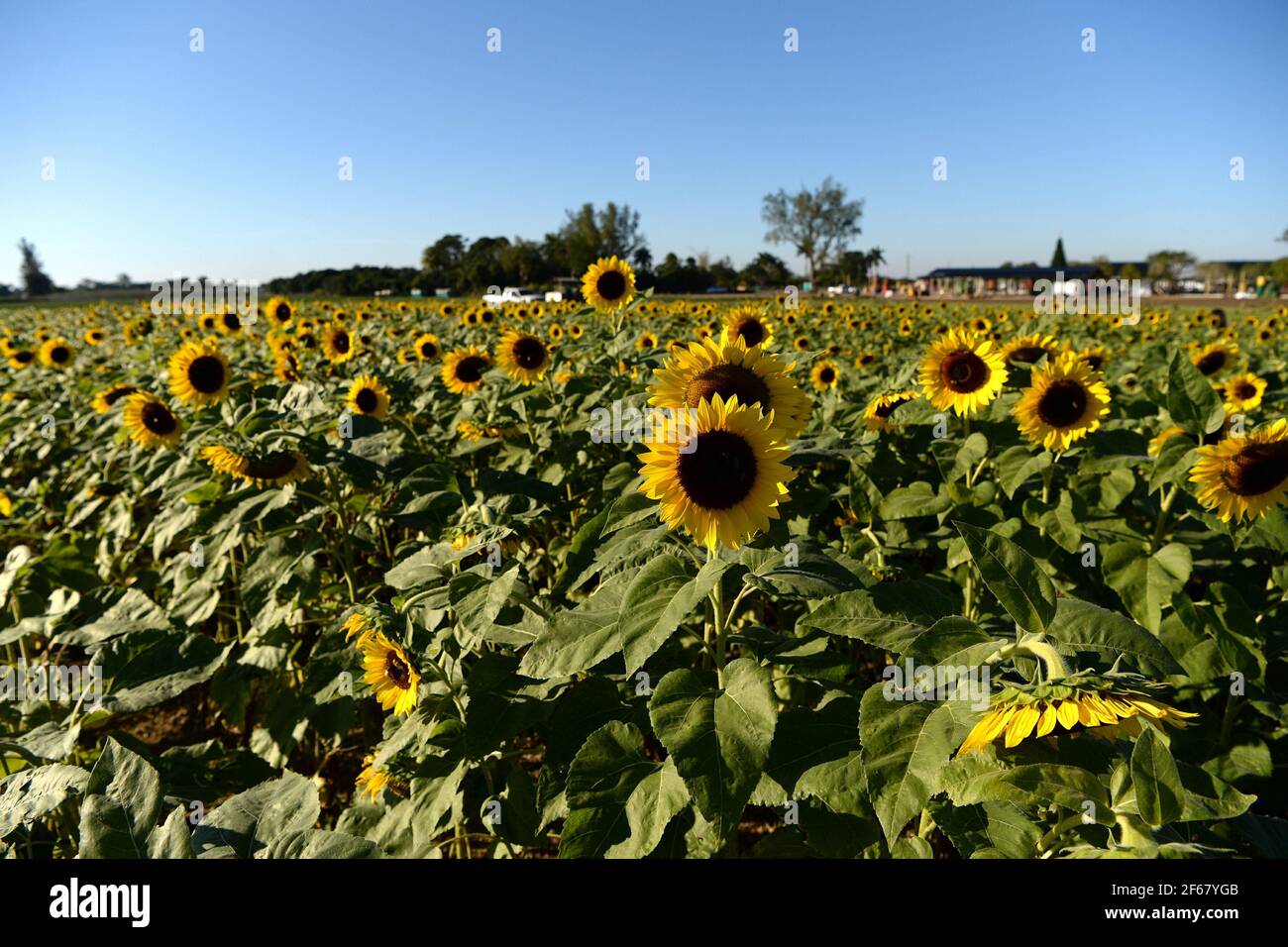 Miami FL 20201209 A general view of the sunflower fields at The