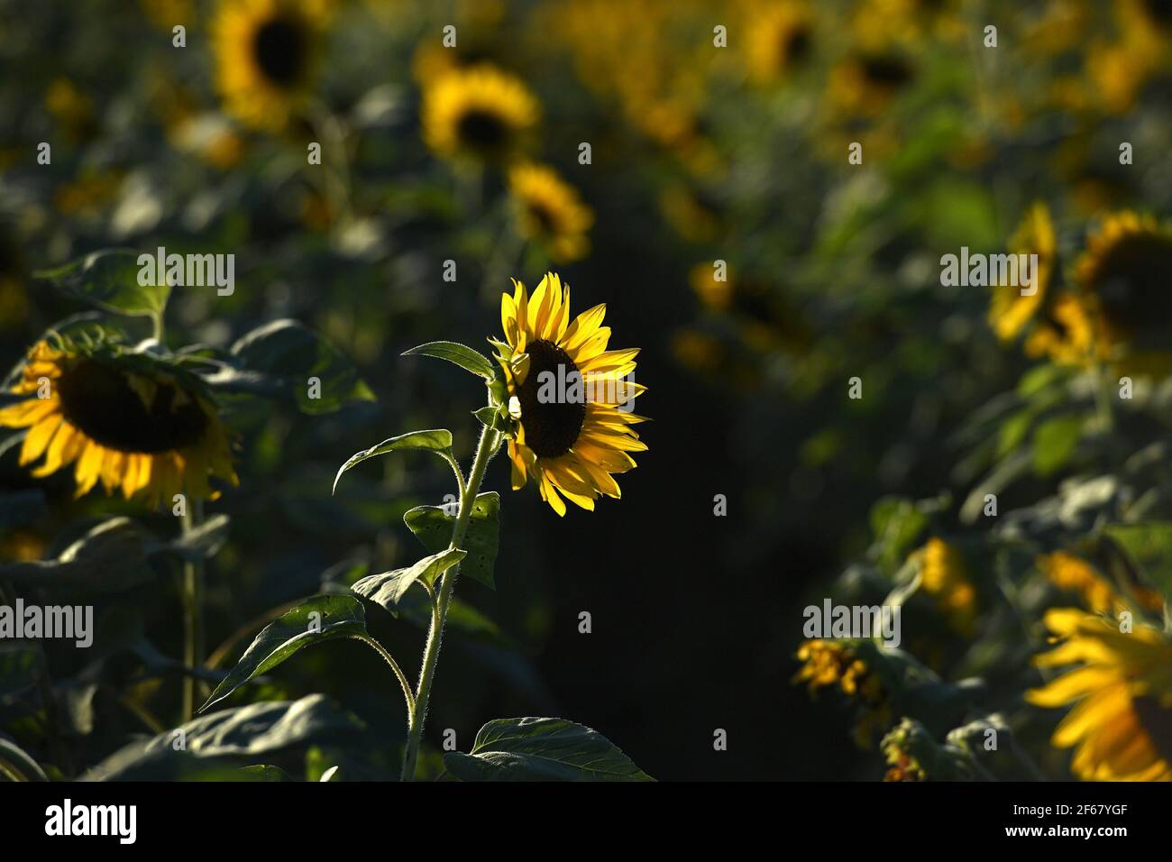 Miami FL 20201209 A general view of the sunflower fields at The