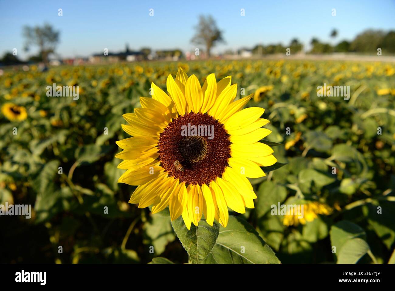 Miami FL 20201209 A general view of the sunflower fields at The