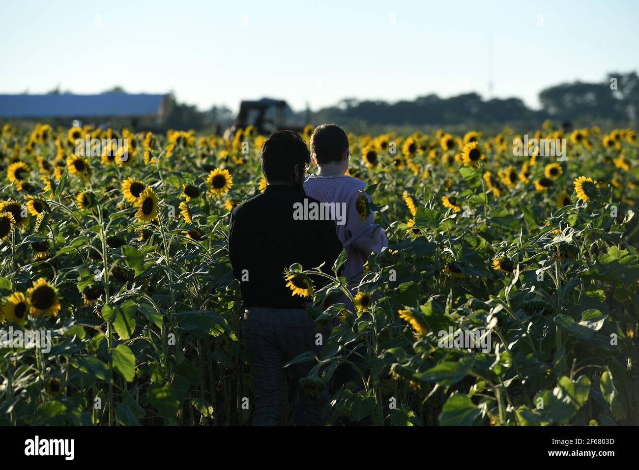 Miami FL 20201209 A general view of the sunflower fields at The