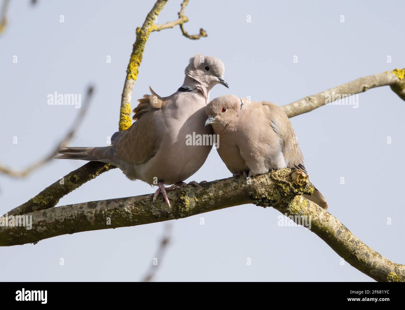 Pair collared doves hi-res stock photography and images - Alamy