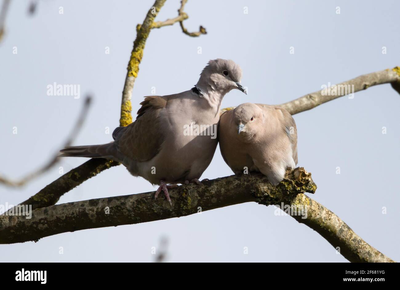 Collared doves hi-res stock photography and images - Alamy