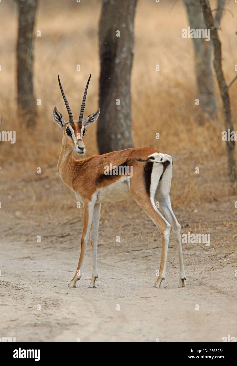 gazelle adulte
