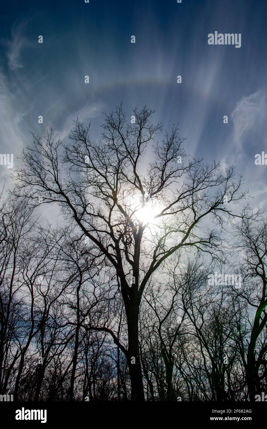 A faint rainbow in the clouds highlights the sun as it silhouettes a tree in Southwoods Park