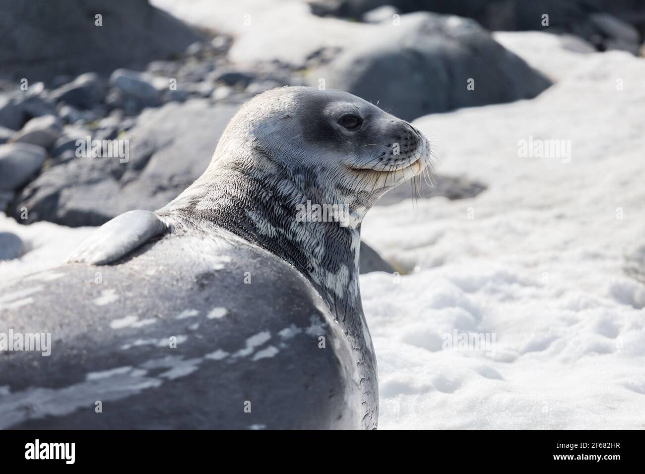 Weddell Seal rests on the snow in the Antarctic continent. Half Moon island, Antarctica Stock Photo