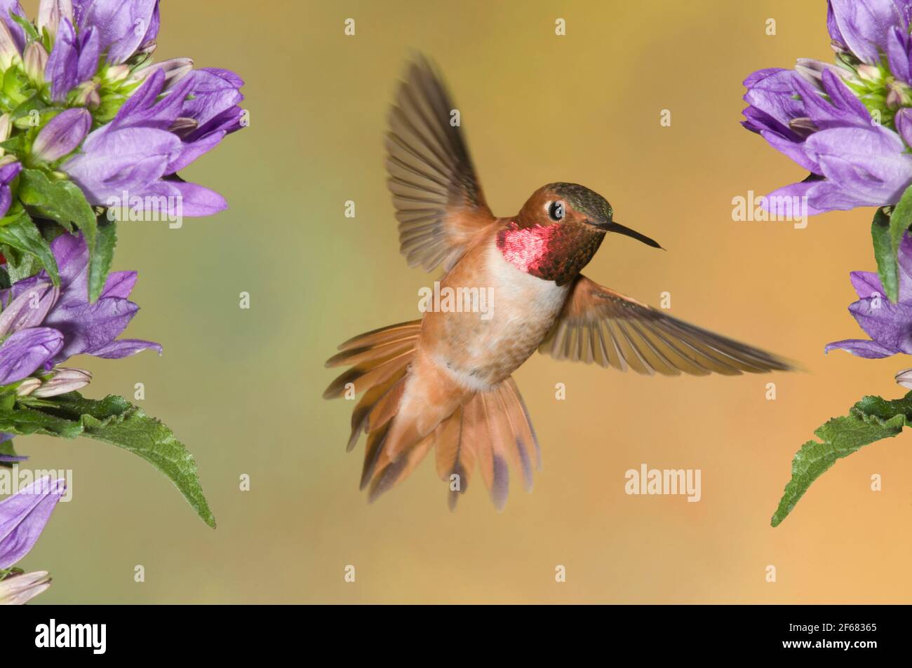 North America; Canada; British Columbia; Wildlife; Birds; Hummingbird; Rufous Hummingbird; Selasphorus rufus; Male Stock Photo