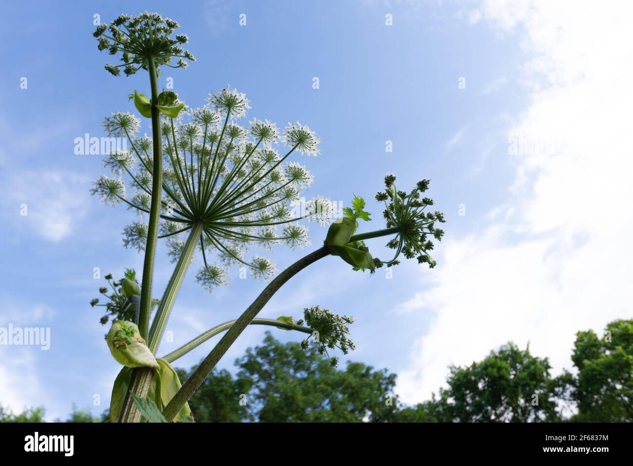 Close up, macro photo of single poisonous plant Heracleum sibiricum. Also known as common names hogweed and cow parsnip. Stock Photo