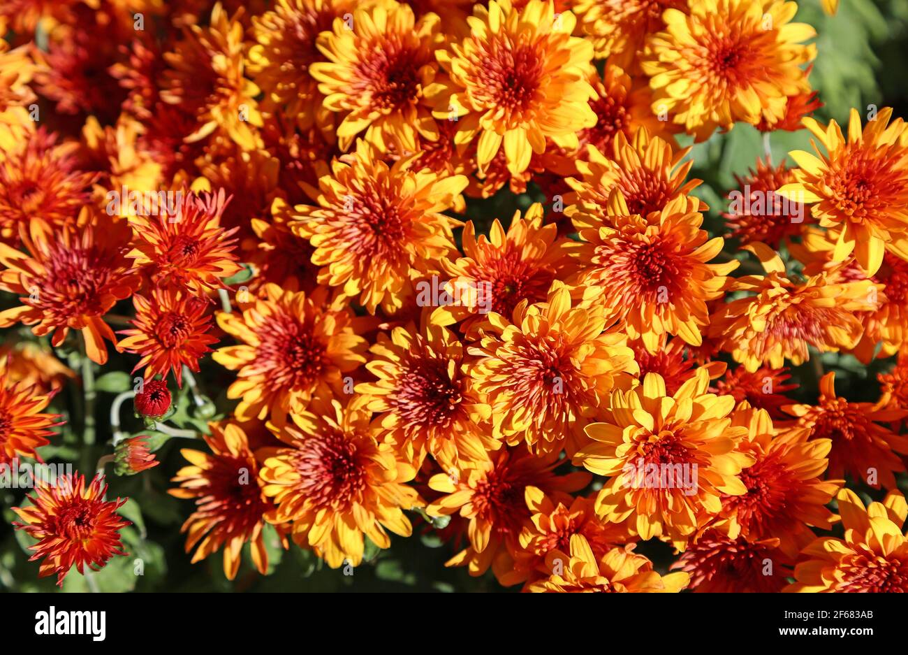 Orange chrysanthemum hi-res stock photography and images - Alamy