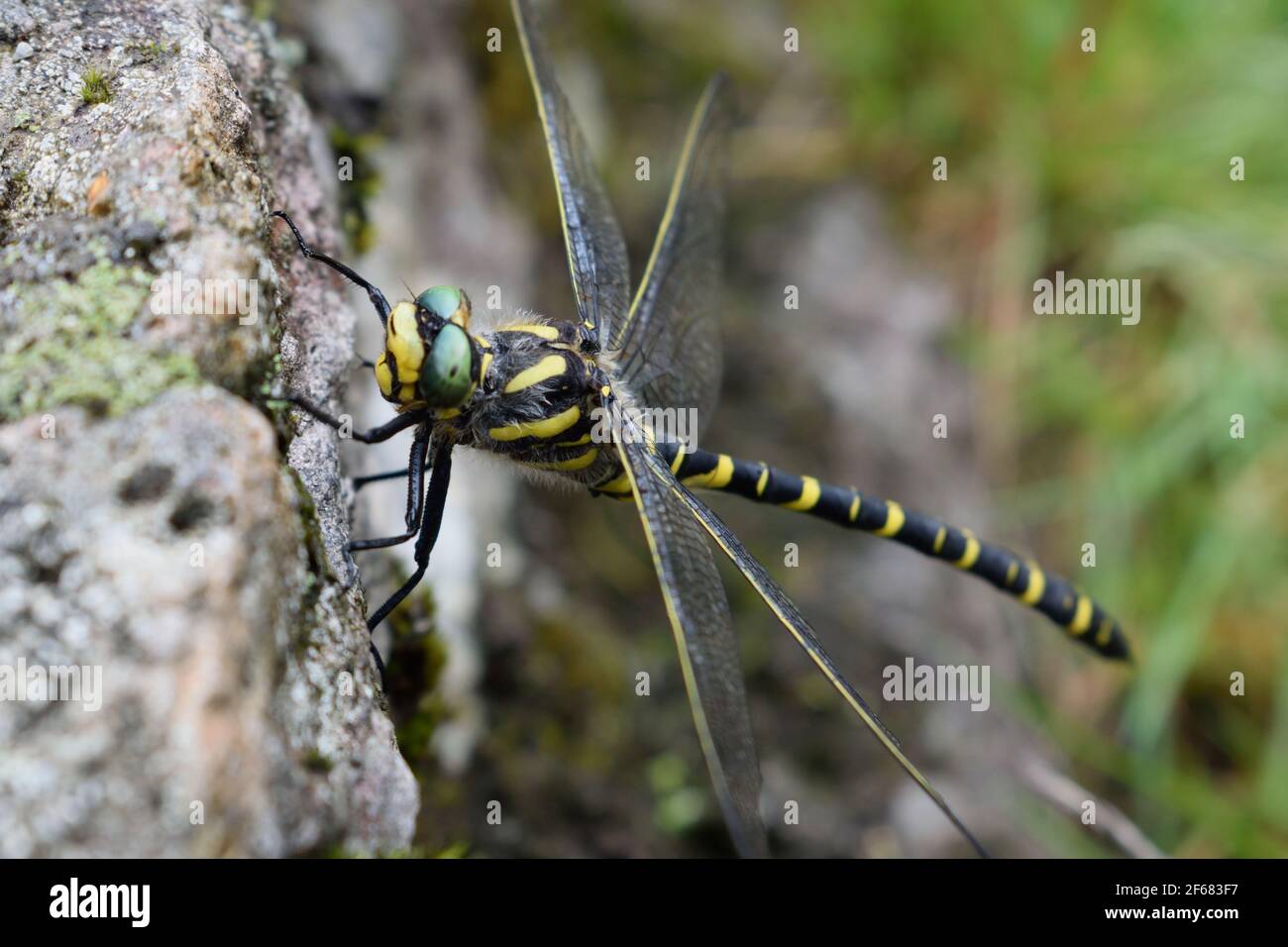 Golden-ringed Dragonfly Sitting on a Rock in the Lake District Stock ...